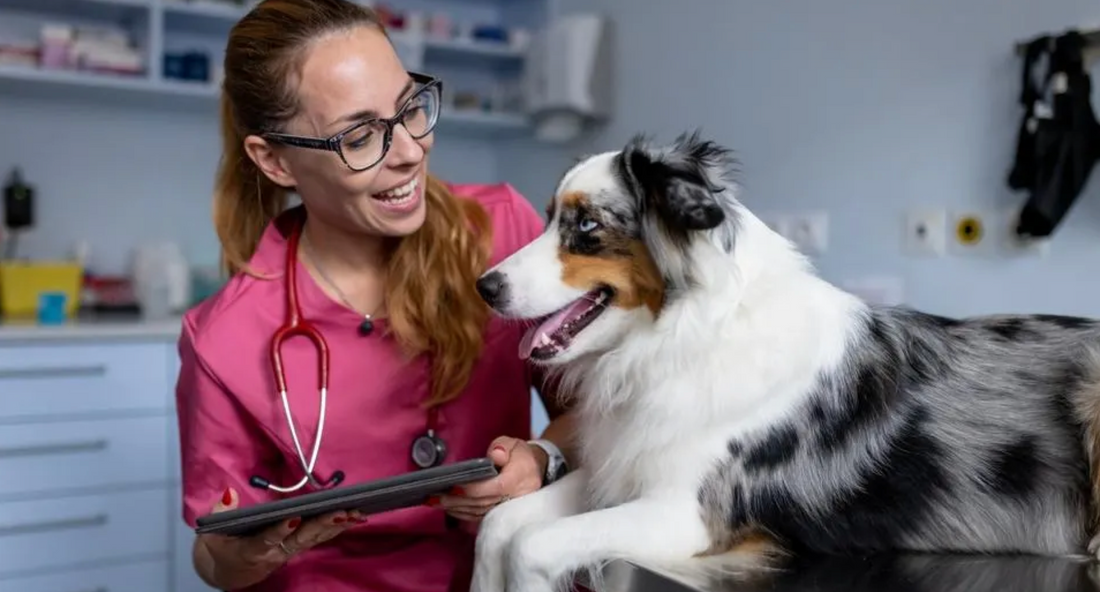 The Importance of an Optimal Setup for Case Notes in Veterinary School Clinical Rotations